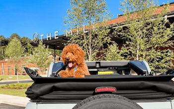 Pet friendly
